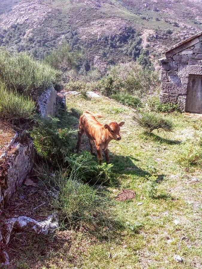 Miradouro Da Branda Βίλα Branda de Santo António Εξωτερικό φωτογραφία