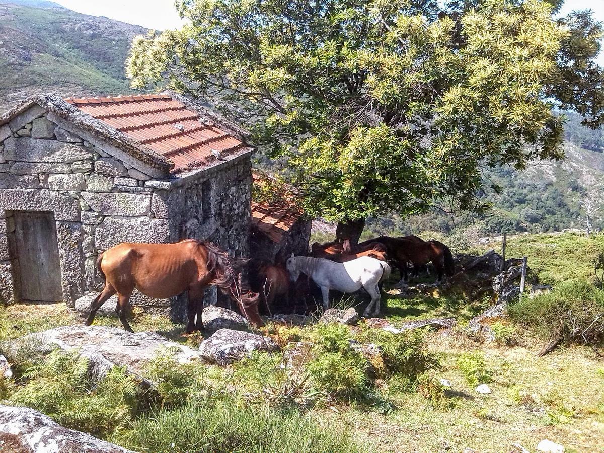 Miradouro Da Branda Βίλα Branda de Santo António Εξωτερικό φωτογραφία